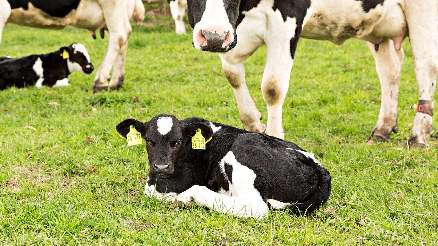 Eoliennes : mes veaux deviennent aveugles